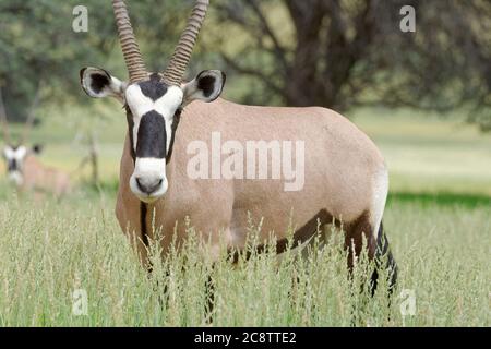 Gemsbok (Oryx gazella), homme adulte, debout dans la haute herbe, Parc transfrontalier de Kgalagadi, Cap Nord, Afrique du Sud, Afrique Banque D'Images