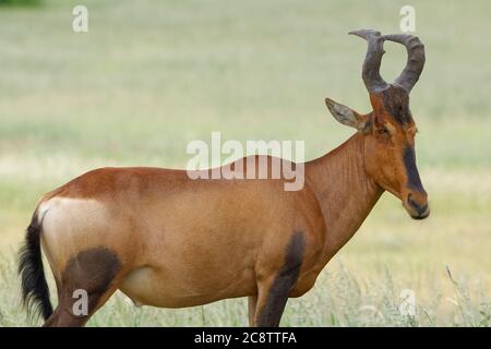 Hartebeest rouge (Alcelaphus buselaphus caama), homme adulte debout dans la haute herbe, Parc transfrontalier de Kgalagadi, Cap Nord, Afrique du Sud, Afrique Banque D'Images