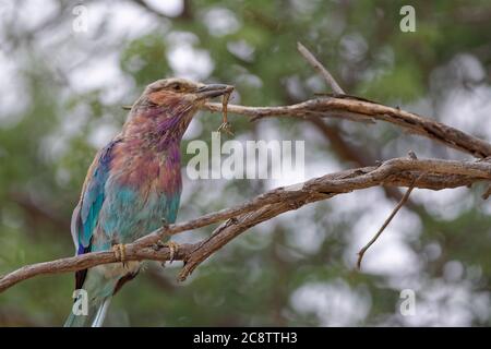 Rouleau à lilas (Coracias caudatus), assis sur une branche avec un insecte dans son bec, Parc transfrontalier Kgalagadi, Cap Nord, Afrique du Sud Banque D'Images