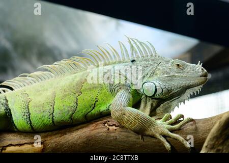 Portrait d'un iguana vert (iguana iguana), également connu sous le nom d'iguana américain. Il s'agit d'une grande espèce de lézard, arboricole, surtout herbivore Banque D'Images