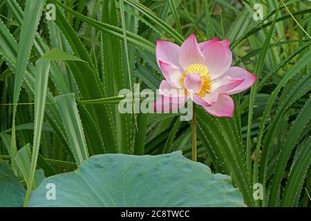 Beauté de la fleur rose de lotus le matin Banque D'Images