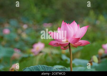 Gros plan de fleur de lotus rose dans l'étang Banque D'Images