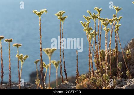 Sedum sediforme rétro-éclairé, grès méditerranéen, Pale stonecrop , Malte, Méditerranée Banque D'Images