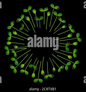 Tournesol Microgreens. Disposés en cercle. Arrière-plan blanc. Arrière-plan noir Illustration de Vecteur