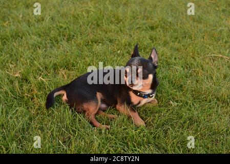 un chien heureux se détendant dans le parc sur l'herbe. Le chien Chihuahua repose sur l'herbe. Banque D'Images