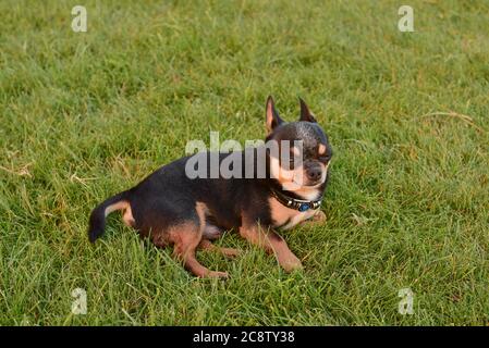 un chien heureux se détendant dans le parc sur l'herbe. Le chien Chihuahua repose sur l'herbe. Banque D'Images