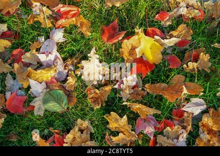 En septembre, plusieurs feuilles de chêne et d'érable brillants et vibrantes sont tombées sur une pelouse en herbe verte dans la cour du campus ou dans le jardin du parc municipal. Automne Banque D'Images