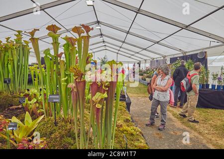 Plantes exposées dans un chapiteau, au Royal Bath and West Show, un spectacle agricole annuel, près de Shepton Mallet, Somerset, Grande-Bretagne. Banque D'Images