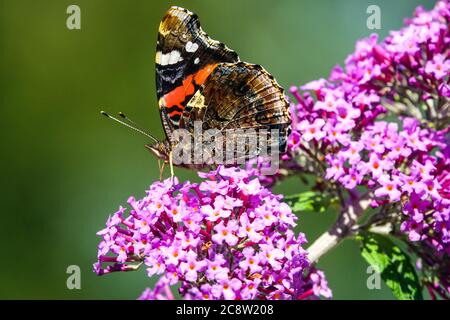 Buddleja papillon, Red Admiral papillon Buddleja Vanessa atalanta Banque D'Images