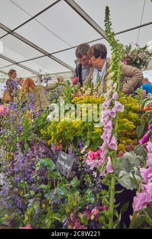 Plantes exposées dans un chapiteau, au Royal Bath and West Show, un spectacle agricole annuel, près de Shepton Mallet, Somerset, Grande-Bretagne. Banque D'Images