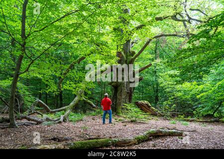 La forêt primitive de Sababurg, ou aussi la forêt primitive de Reinhardswald, est un biotope d'environ 95 ha sous la protection de la nature et du paysage, W Banque D'Images