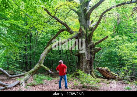 La forêt primitive de Sababurg, ou aussi la forêt primitive de Reinhardswald, est un biotope d'environ 95 ha sous la protection de la nature et du paysage, W Banque D'Images