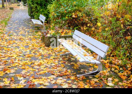 Bancs blancs dans le parc d'automne . Feuilles jaunes sur le trottoir Banque D'Images
