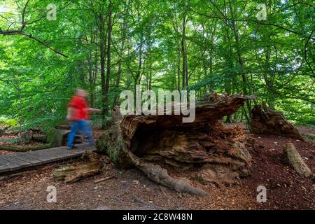 La forêt primitive de Sababurg, ou aussi la forêt primitive de Reinhardswald, est un biotope d'environ 95 ha sous la protection de la nature et du paysage, W Banque D'Images