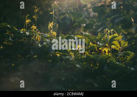 Virginia Creepers Plant ou Parthenocissus quinquefolia Green Hedge sur le clôture et buissons lilas illuminés par la lumière de l'été Banque D'Images