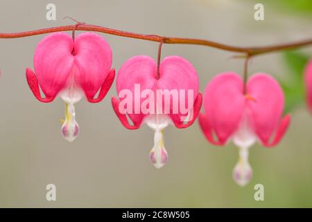 Les fleurs rouges de coeur saignant fleurissent dans le jardin vivace de printemps. Banque D'Images