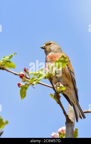 Un Linnet, ou Linnet commun, (Linaria cannabina), mâle, perché sur une branche Banque D'Images