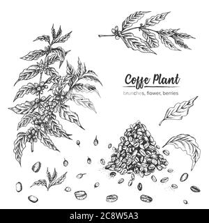 Réaliste esquisse d'encre botanique plante de café arabica, brunches, fleur, baies, feuilles, haricots rôtis isolés sur fond blanc, collection d'herbes Illustration de Vecteur