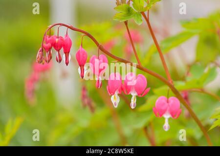 Les fleurs rouges de coeur saignant fleurissent dans le jardin vivace de printemps. Banque D'Images