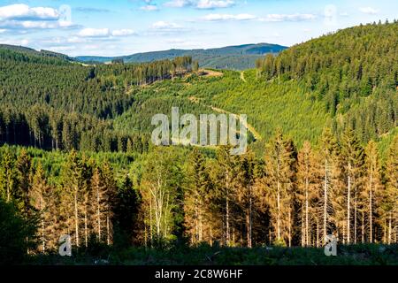 Forêts d'épicéa, paysage à Sauerland, Rothaargebirge, nord-ouest, au-dessus de la ville de Bad Berleburg, NRW, Allemagne Banque D'Images