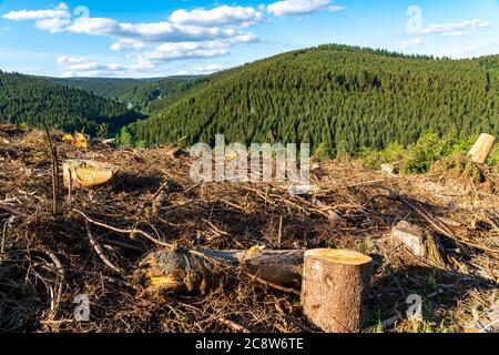 Pente défrichement, forêts d'épicéa, paysage à Sauerland, Rothaargebirge, nord-ouest, au-dessus de la ville de Bad Berleburg, NRW, Allemagne Banque D'Images