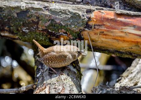 Le Wren eurasien (troglodytes troglodytes) est l'un des plus beaux oiseaux chanteurs au monde. Banque D'Images