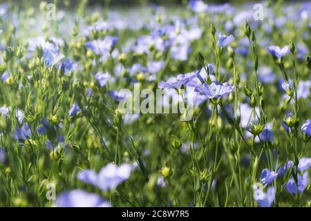 Champ de floraison fleurs de lin bleu, fond de nature Banque D'Images