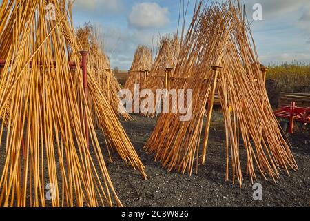 Tiges de saule nouvellement récoltées, juste dépouillées de leur écorce, empilées pour sécher, Westonzoyland, nr Bridgwater, Somerset, Grande-Bretagne. Banque D'Images