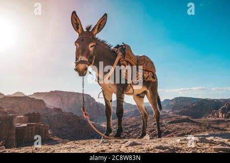 Un âne avec une selle est debout au soleil et se reposer et attendre les touristes sur la plate-forme d'observation Banque D'Images
