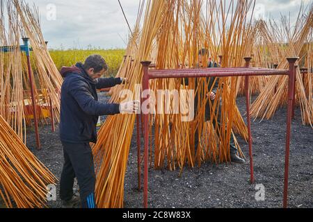 Tiges de saule nouvellement récoltées, juste dépouillées de leur écorce, empilées pour sécher, Westonzoyland, nr Bridgwater, Somerset, Grande-Bretagne. Banque D'Images