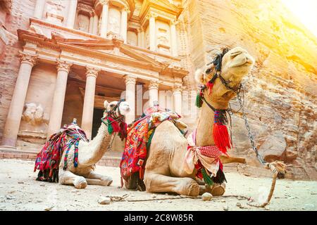 Chameaux pour le transport de touristes autour de la ville perdue de Petra. Chameaux devant le Trésor à Petra l'ancienne ville Al Khazneh en Jordanie. Banque D'Images