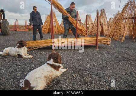 Tiges de saule nouvellement récoltées, juste dépouillées de leur écorce, empilées pour sécher, Westonzoyland, nr Bridgwater, Somerset, Grande-Bretagne. Banque D'Images