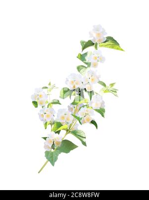 Branche de jasmin (Jasminum) avec fleurs. Branche de jasmin en fleurs. Isolé sur fond blanc Banque D'Images