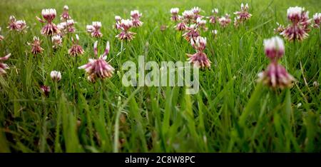 Une pelouse avec White Clover (Trifolium repens), Royaume-Uni Banque D'Images