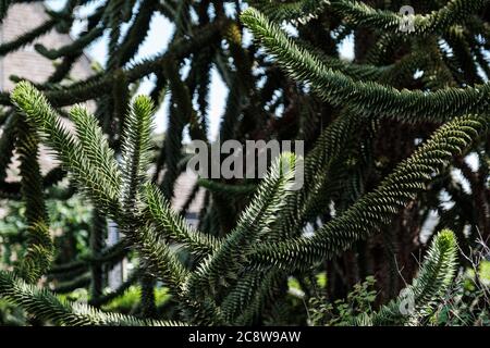 Sapin vert de l'araucaria chilienne Banque D'Images