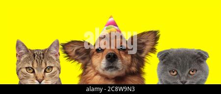 Joyeux Anniversaire Adorable Chaton Wearing Hat Avec Sac Cadeau Isole Sur Fond Blanc Photo Stock Alamy