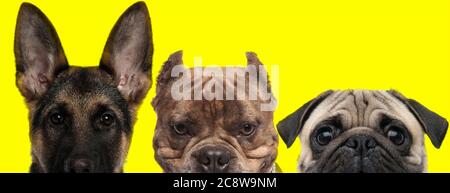 Le Berger allemand, le chien Bully américain et le chien Pug disposés en ligne cachent leur visage de l'appareil photo sur fond jaune Banque D'Images