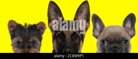 Une jolie équipe de 3 chiens se compose d'un chien du Yorkshire Terrier, d'un Berger allemand et d'un Bulldog français debout côte à côte et se cachant leur visage Banque D'Images