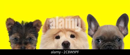 Le chien du Yorkshire Terrier, le chien Chow Chow et le chien Bulldog français disposés en ligne cachent les visages de l'appareil photo sur fond jaune Banque D'Images