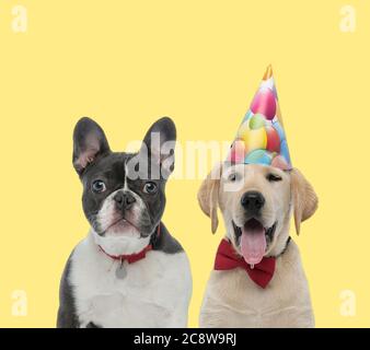 joli chien de taureau français portant un collier rouge à côté d'un chien labrador retriever portant un noeud papillon et un chapeau d'anniversaire heureux sur fond jaune Banque D'Images