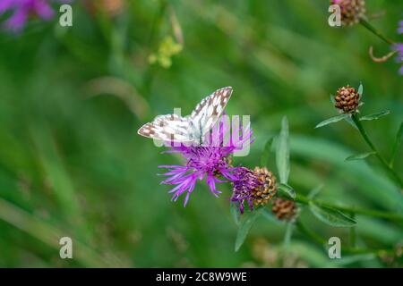 Papillon, reseda papillon, reseda papillon blanc, Pontia edusa, sur fleur de flocon, centaurée, Banque D'Images