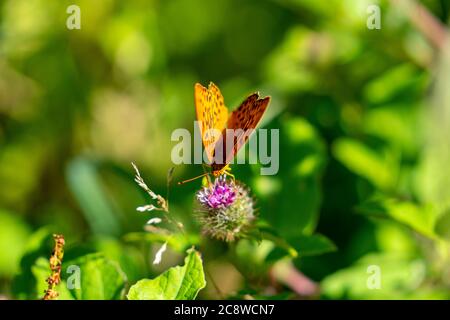 Papillon, papillon nacre, Argynnis indet, Banque D'Images