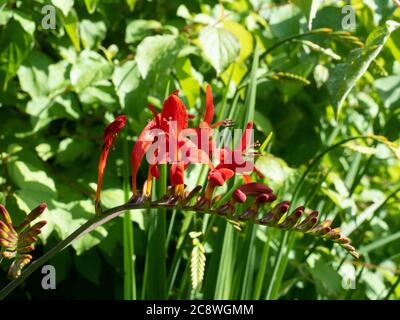 Une seule pointe de fleur de Crocosmia Lucifer rouge profond sur fond de feuillage vert Banque D'Images