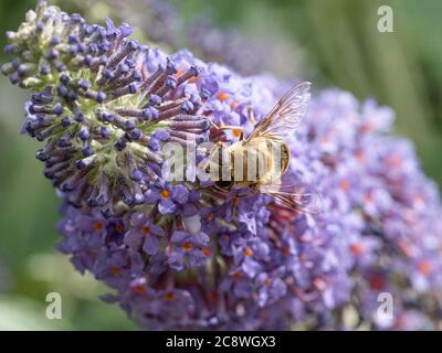 Un gros plan d'une abeille se nourrissant d'une fleur de bourgedleia Banque D'Images