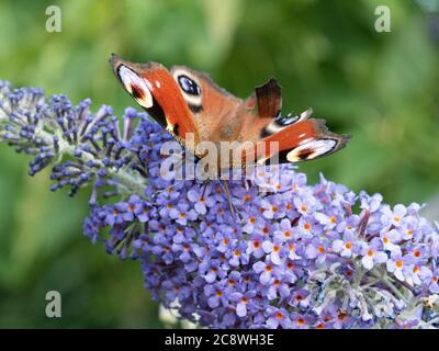 Un gros plan d'un paon papillon - Inachis io se nourrissant sur une fleur de la Buddleia Banque D'Images