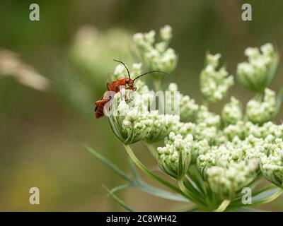 Un gros plan de Rhagonycha fulva le coléoptère commun de soldat rouge sur le bord d'une fleur de carotte sauvage (Daucas carrota) Banque D'Images