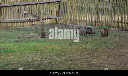 Gros cochon noir dans la ferme. Banque D'Images