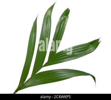 Feuille de palmier isolée sur fond blanc Banque D'Images
