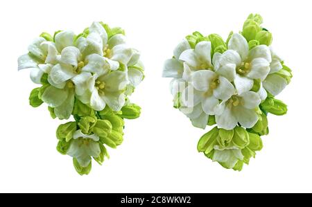 Fleur de jasmin d'Orang isolée sur fond blanc Banque D'Images