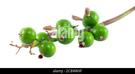 Cardamom thaï (Amomum krevanh) isolé sur fond blanc Banque D'Images